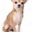 5353283-Chihuahua-dog-on-white-background-Stock-Photo-chihuahua.jpg
